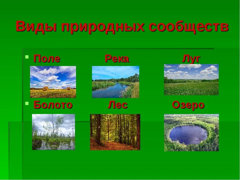 Расскажи о каком либо природном сообществе. Картины с изображением природных сообществ. Название природного сообщества. Природное сообщество окружающий мир. Природные сообщества презентация.