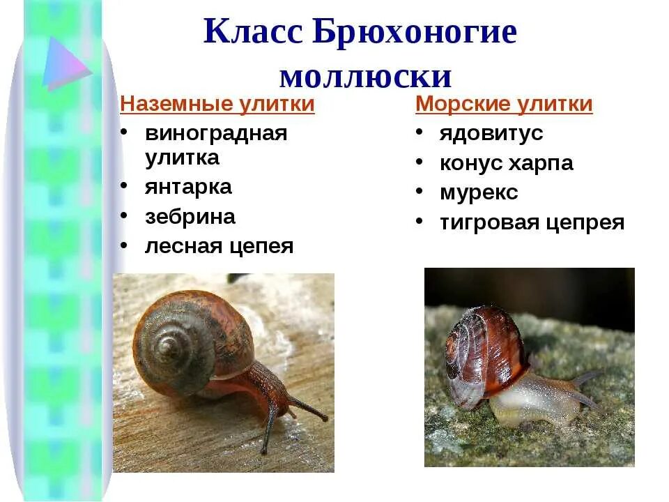 Тип моллюски брюхоногие представители. Биология : класс брюхоногие представители. Представитель наземных брюхоногих моллюсков Виноградная улитка. Жабродышащие брюхоногие моллюски.