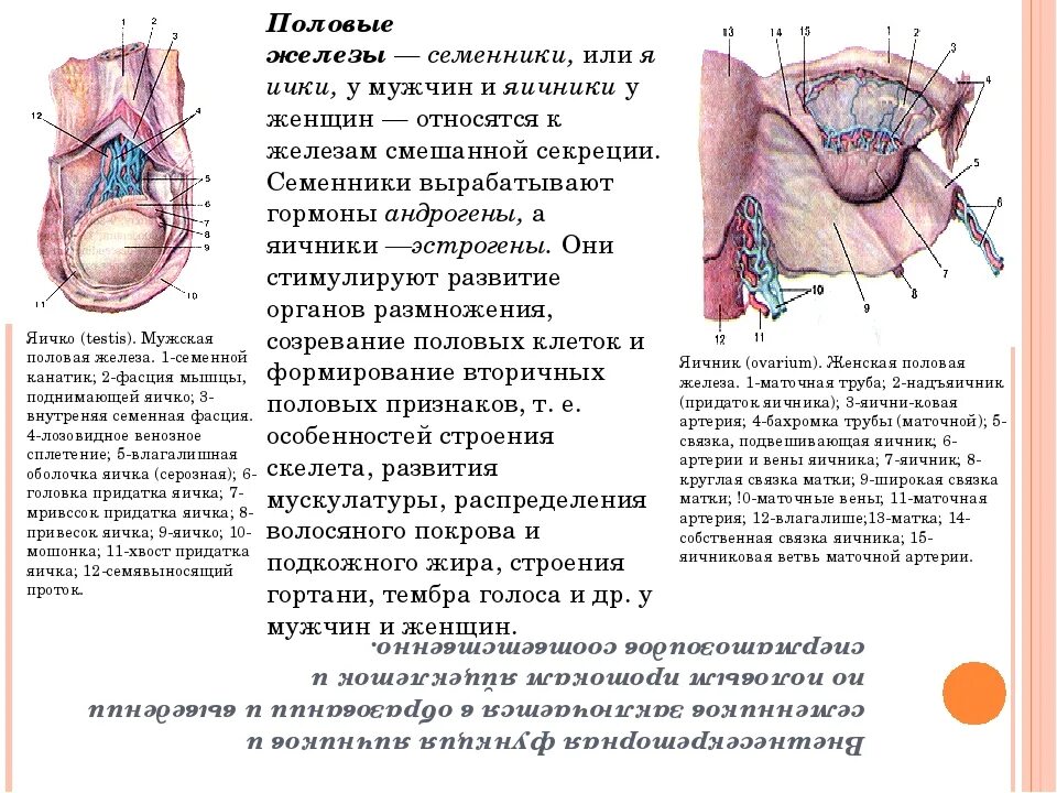 Яичник у мужчин лечение