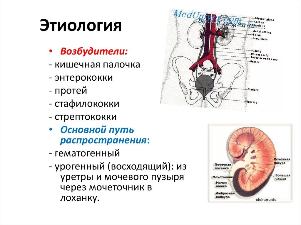 Простатит пиелонефрит. Гематогенный путь пиелонефрита. пиелонефрит пути проникновения инфекции. пути проникновения инфекции в почку. пути распространения пиелонефрита.