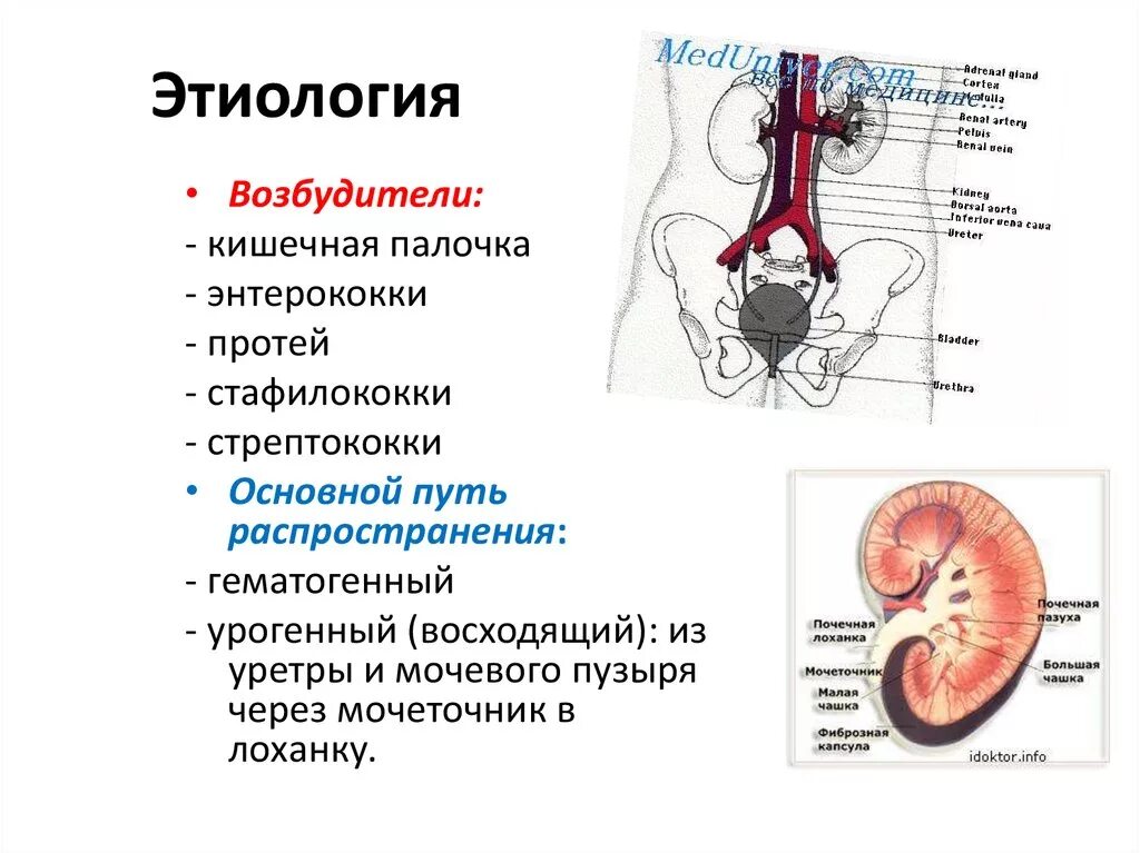 Гематогенный путь проникновения инфекции в почки. Гематогенный путь пиелонефрита. Пути передачи пиелонефрита. Патогенез пиелонефрита и пути проникновения.