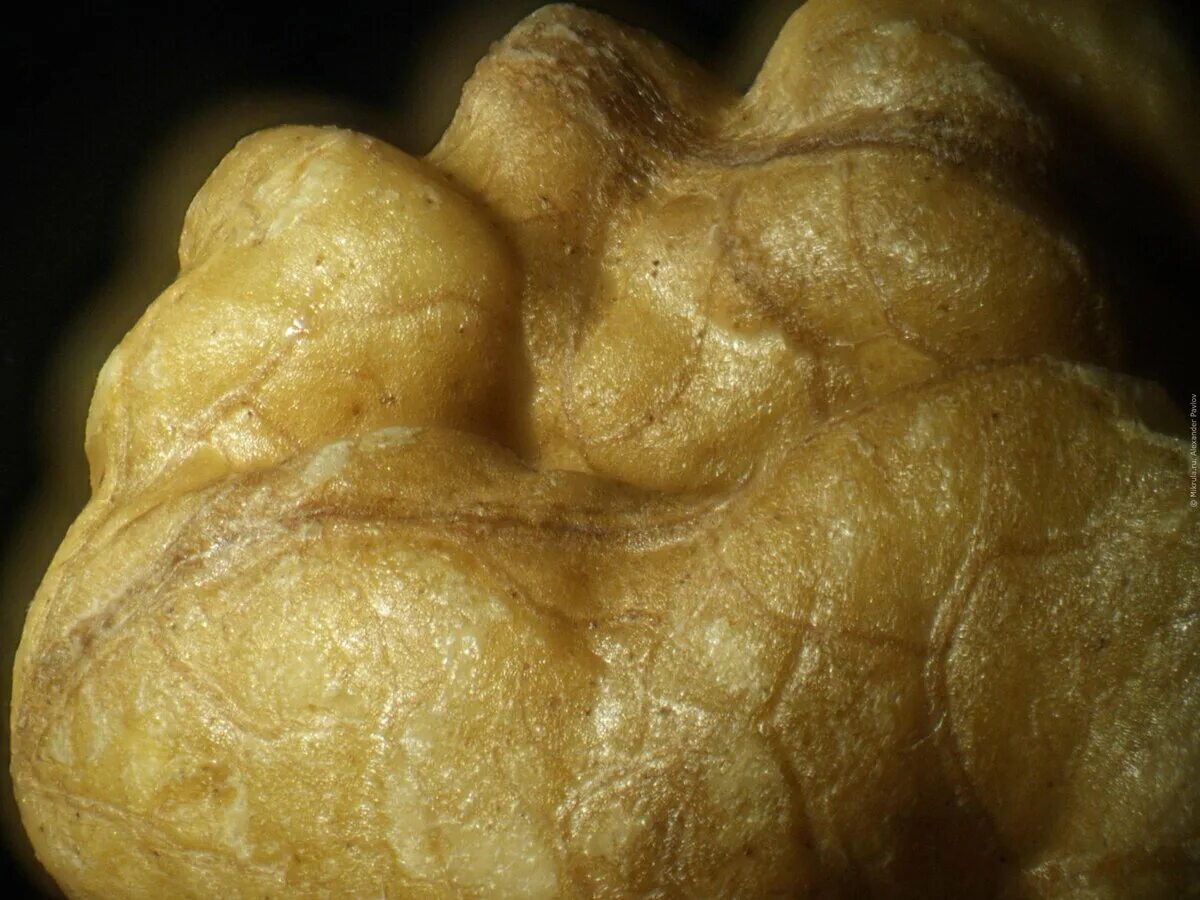 Кожура грецкого. Грецкий орех под лупой. Грецкий орех под микроскопом. Орех под микроскопом. Скорлупа ореха под микроскопом.