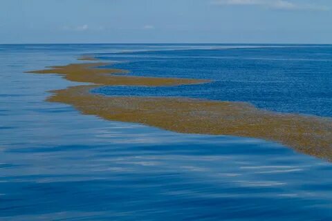 Саргассово море самое большое в мировом океане