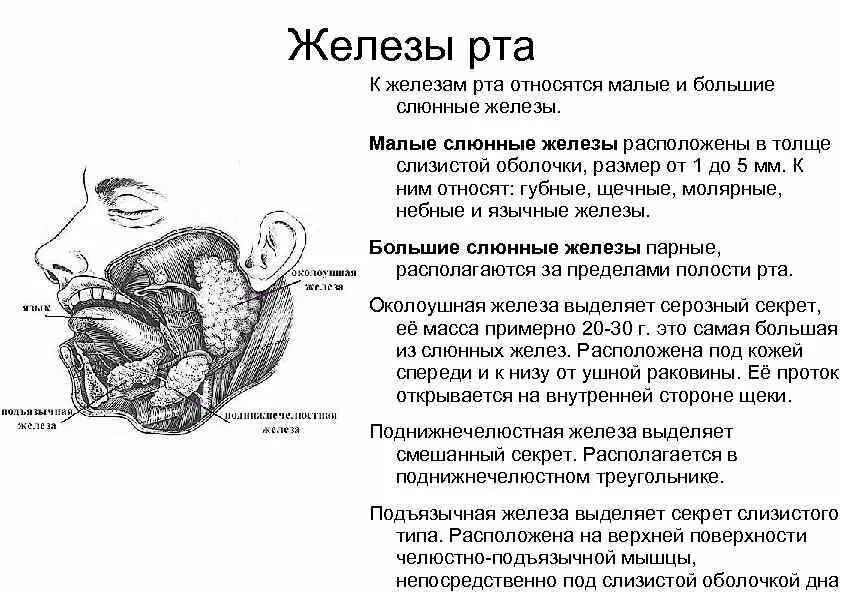 В преддверии рта открываются протоки