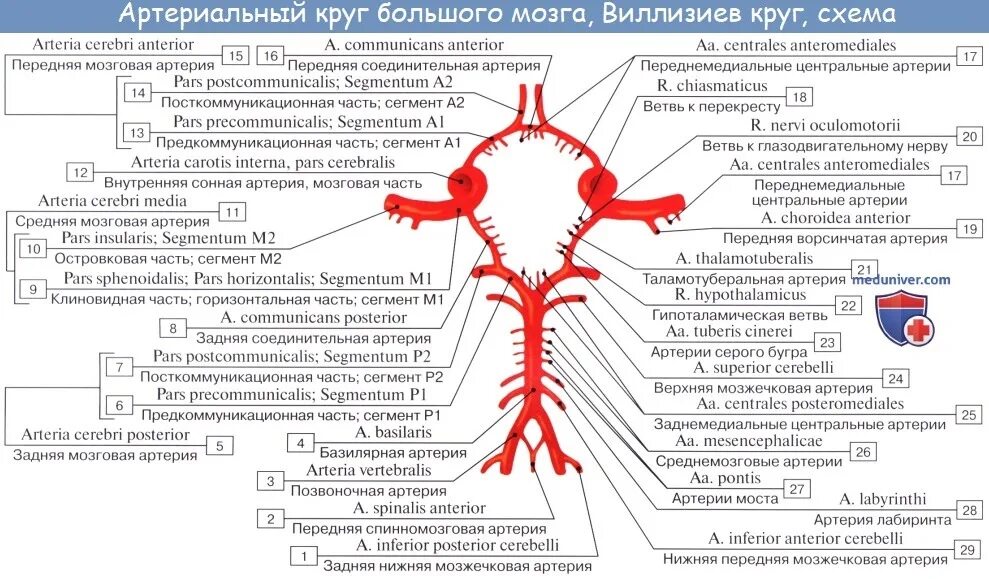 Задняя соединительная артерия мозга. Кровоснабжение головного мозга схема Виллизиев круг. Внутренняя Сонная артерия кровоснабжение схема. Внутренняя Сонная артерия Виллизиев круг. Внутренняя Сонная артерия анатомия что кровоснабжает.
