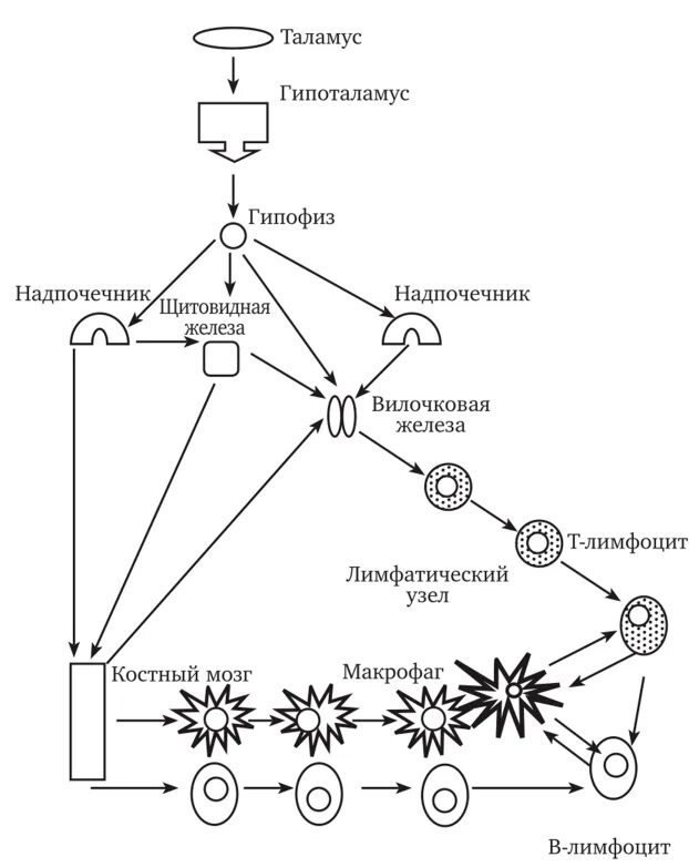 Схема кооперации. Кооперация клеток в иммунном ответе. Межклеточная кооперация в иммунном ответе. Межклеточная кооперация микробиология.