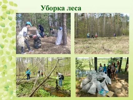 Лесничества презентация