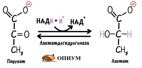Окисление надф фаза