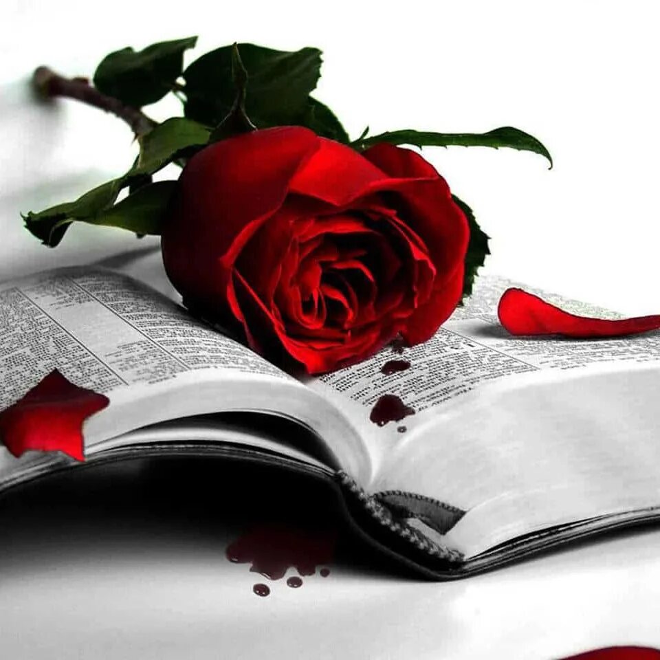Красивые книги и розы. Книги на фоне цветов.
