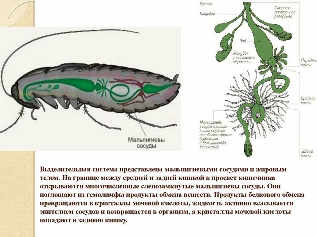 Какой класс имеет мальпигиевы сосуды. Выделительная система представлена мальпигиевыми сосудами. Выделительная система мальпигиевы сосуды. Мальпигиевы сосуды система у насекомых. Выделительная система насекомых жировое тело.