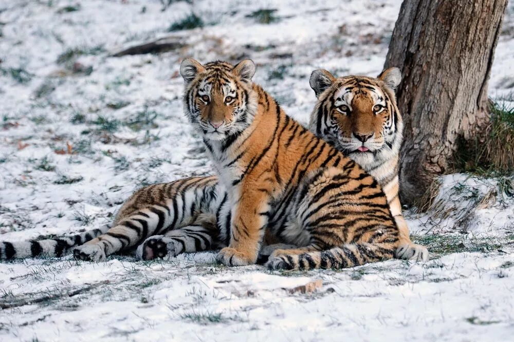 Амурский (Уссурийский) тигр. Уссурийский тигр и Амурский тигр. Сибирский тигр. Амурский Сибирский тигр. Внешний вид тигров