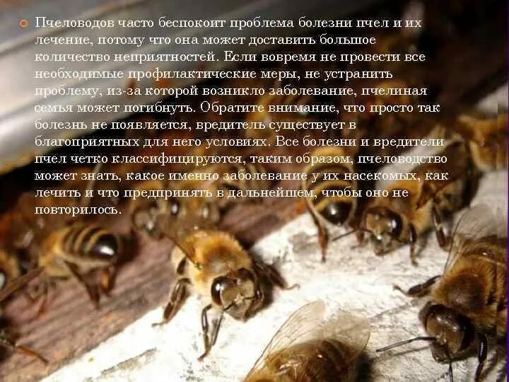 Как еще называют болезнь пчел. Заболевание пчел вызываемых простейшими. Сообщение о заболевании пчел. Пчелиная болезнь. Заболевание пчел от простейших кратко.