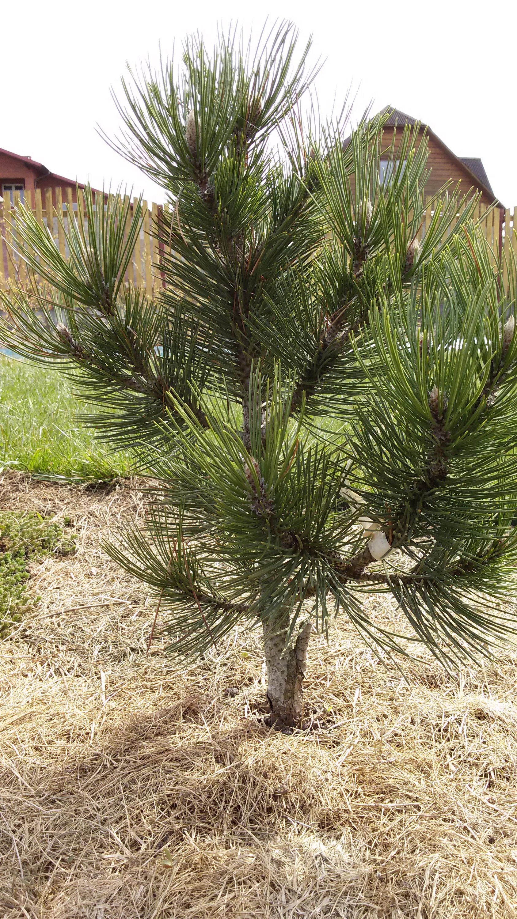 Pinus heldreichii