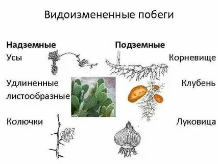Примеры растений имеющих надземные видоизмененные побеги Тема видоизменения побегов биология 6 класс