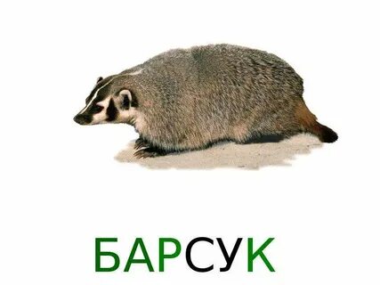 Медведь еж барсук