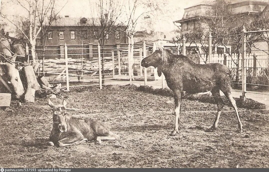 Кто организовал московский зоосад в 19 веке. Московский Зоологический сад 1864. Московский зоопарк 1864. Московский зоопарк, Зоологический сад. Московский зоопарк 19 век.