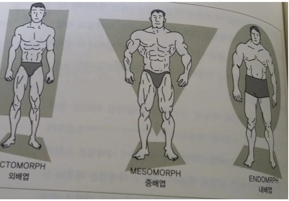 Кто такой эктоморф и мезоморф. Антропометрия мезоморфа. Эктоморф эндоморф. Эндоморф пауэрлифтер. Эктоморф мезоморф.