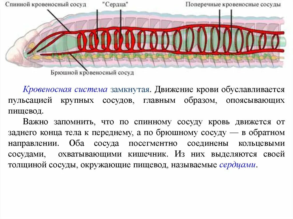 Кровеносная система червей. Замкнутая кровеносная система. Поперечные кровеносные сосуды. Спинной кровеносный сосуд.