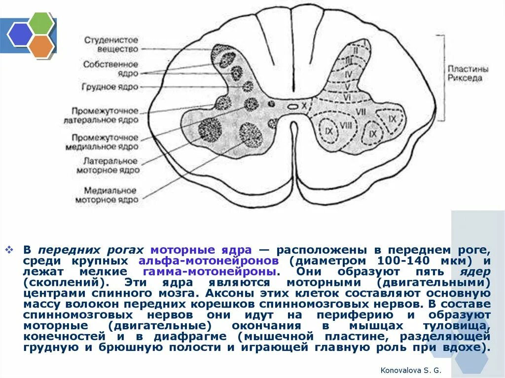 Ядра мозга образованный. Ядра серого вещества спинного мозга схема. Ядра поперечного среза спинного мозга анатомия. Ядра серого вещества спинного мозга, их Назначение.. Белое вещество спинного мозга анатомия человека.