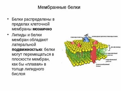 Белок клеточной мембраны