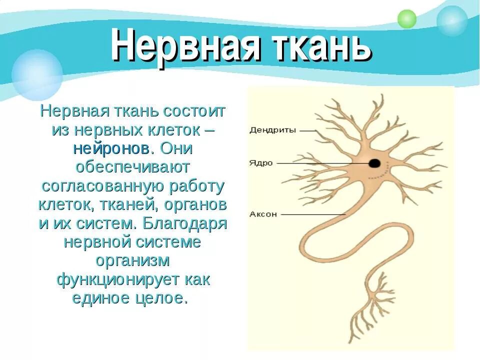 Нервная ткань нейроны функции. Из чего состоит нервная ткань животных. из чего состоит нервная ткань. низ чего состоит нервная ткань. сообщение о нервной системе.