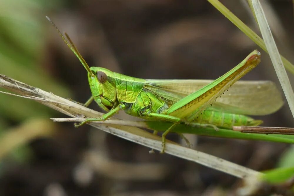 Кузнечик тетигония зеленый. Кузнечик зеленый (Tettigonia viridissima l.). Коник зелений. Большой зеленый кузнечик в Подмосковье.