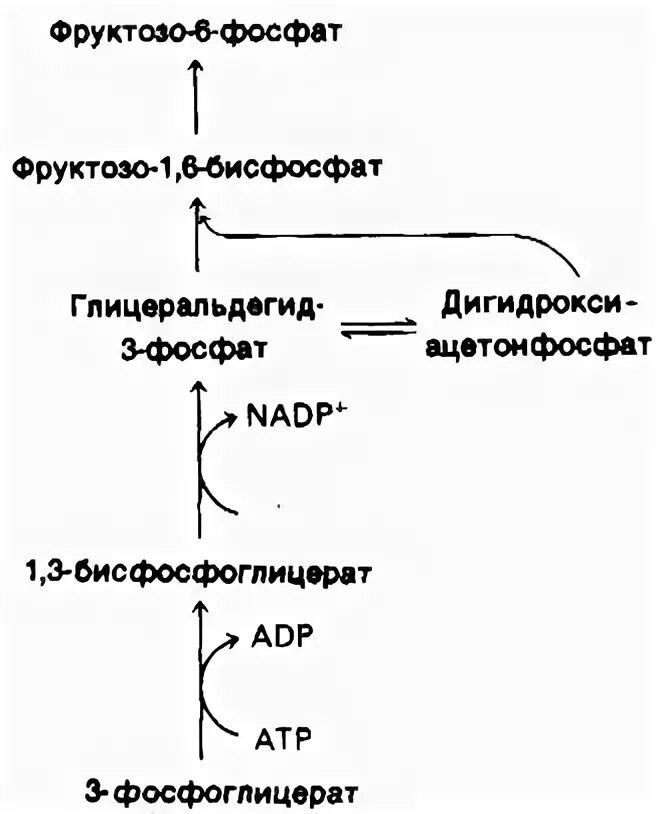 Фруктозо 1 6 бисфосфат в глицеральдегид 3 фосфат. Фруктозо 1 6 бисфосфат в фруктозо 6 фосфат. Фруктозо 1 6 бисфосфат формула. Образование фруктозо-6-фосфата из фруктозо-1,6-бисфосфата.