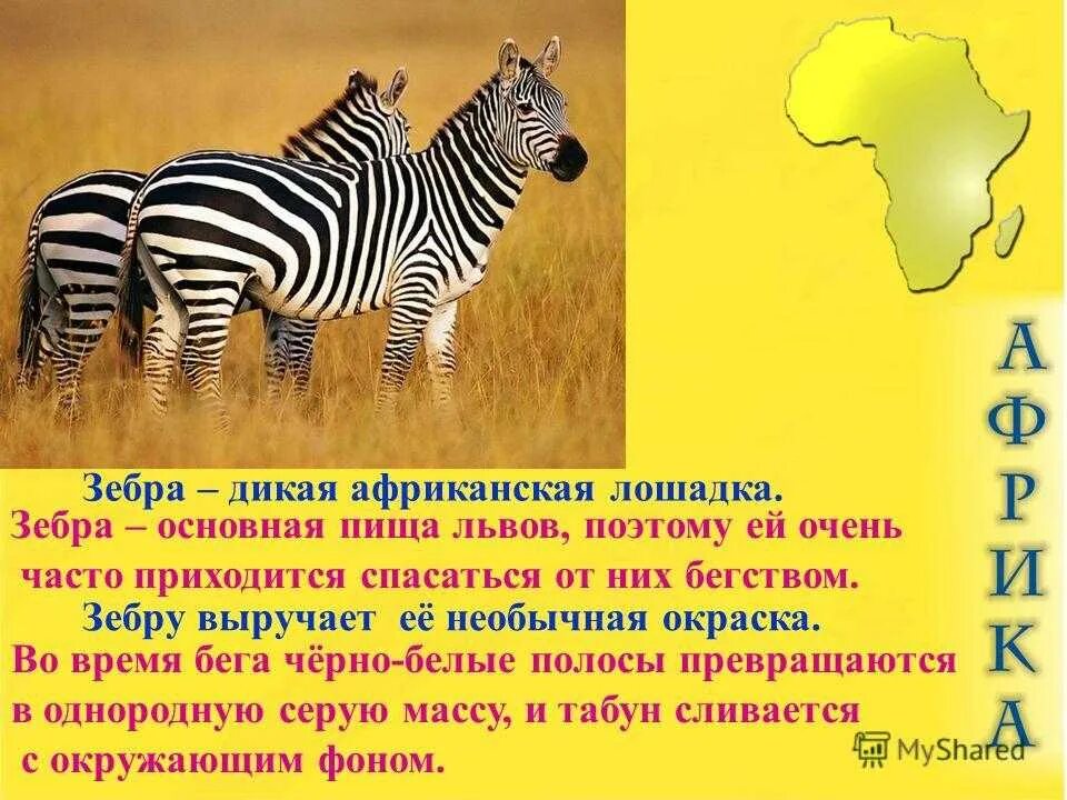 Зебра окружающий мир 1 класс. Презентация на тему зебра. сообщение о зебре. зебра для презентации. описание зебры.