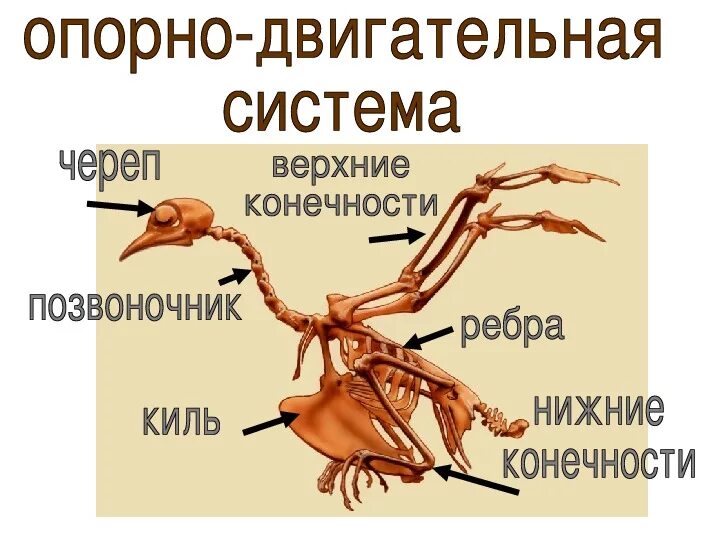 Особенности строения и жизнедеятельности птиц презентация. Внутреннее строение птиц. Внутреннее строение птиц 7 класс. Внешнее и внутреннее строение птиц 7 класс. Особенности внутреннего строения птиц 7 класс.