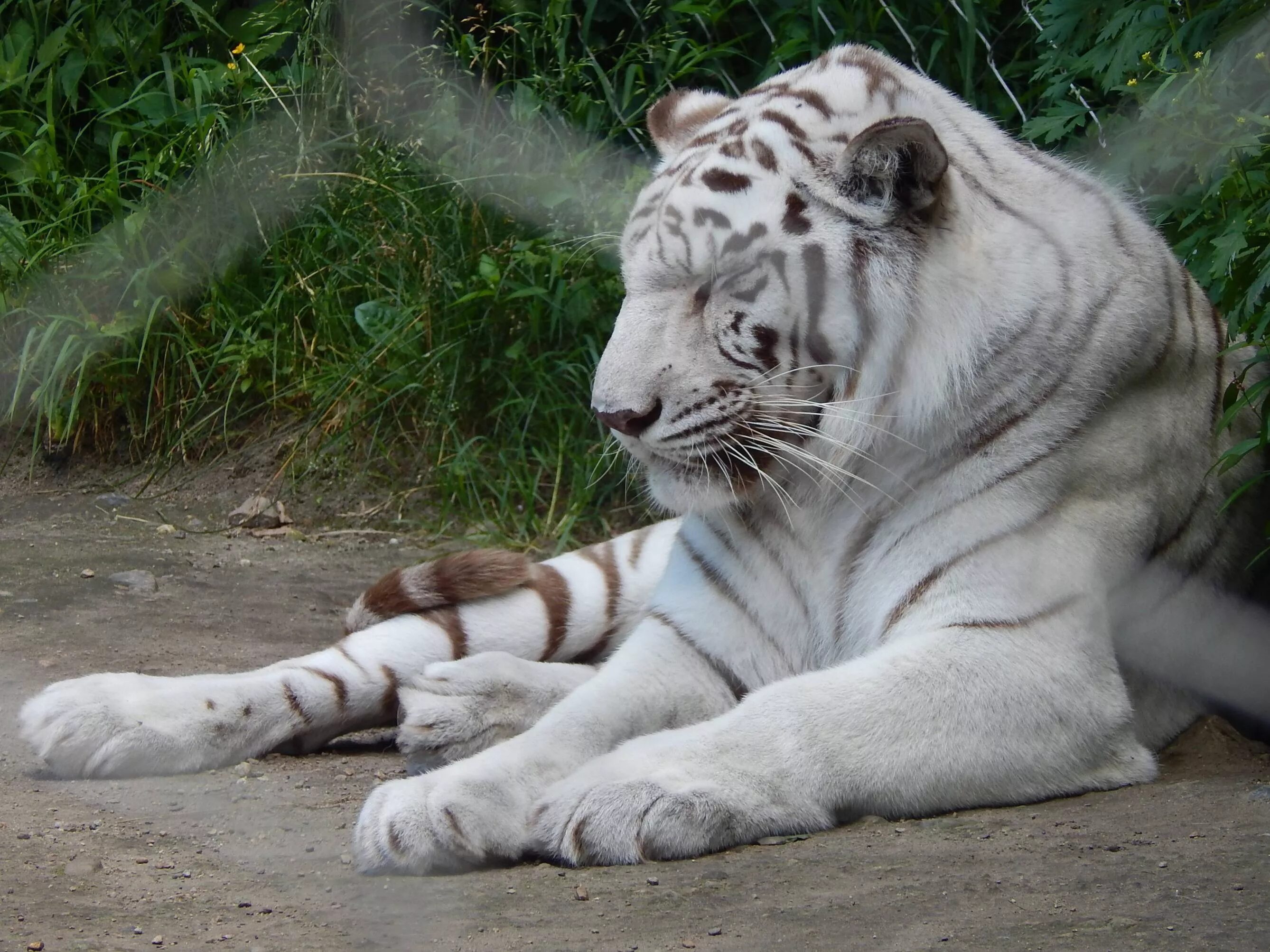 Живут белые тигры. Золотой бенгальский тигр альбинос. Амурский тигр белый. Белый тигр и бенгальский тигр. Амурский тигр альбинос.
