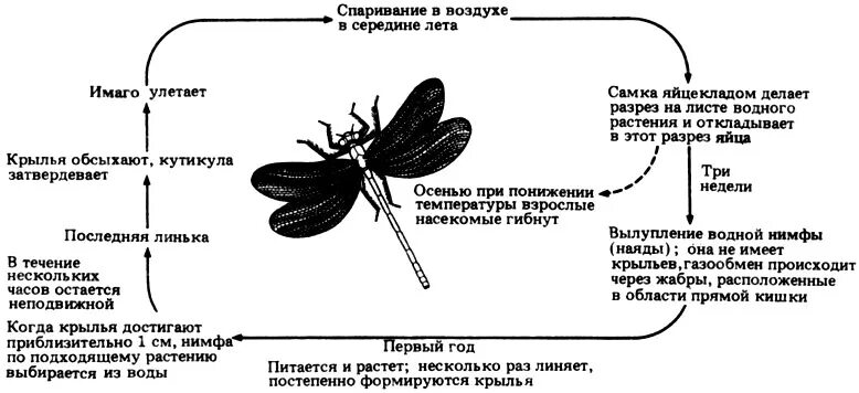 Для стрекозы характерен тип развития