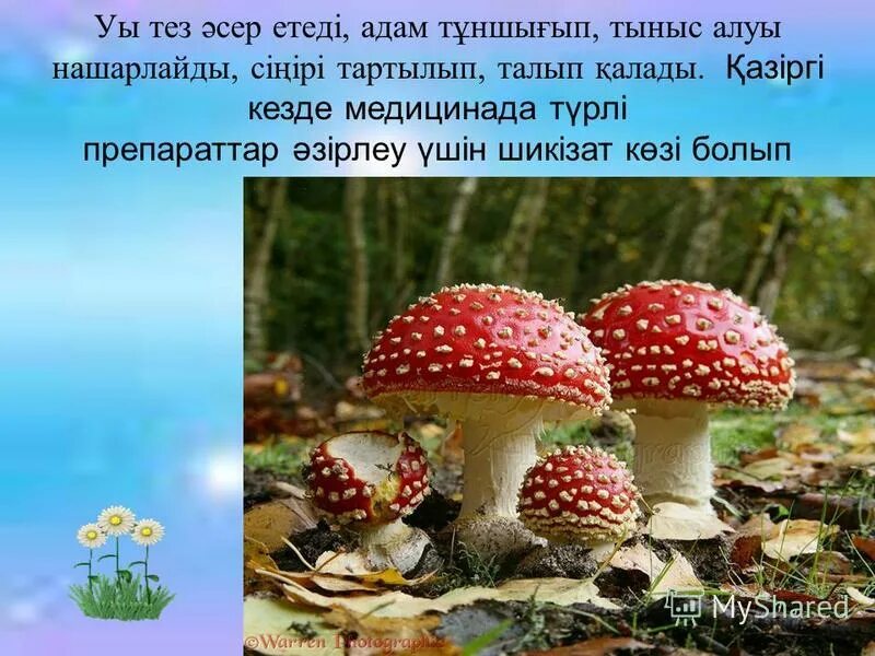 Кестені безендіруге қолданылған фрагмент атауын жазыңыз саңырауқұлақтар. Грибы fungi. Мухомор красный. Боровик - белый гриб боровик. Кестені безендіруге қолданылған фрагмент атауын жазыңыз саңырауқұлақтар.