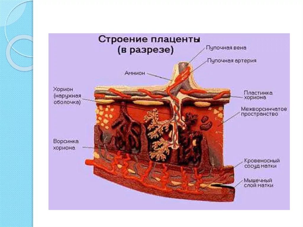 Что такое плацента и какова ее функция. Строение Котиледон плаценты. Схематическое строение плаценты. Строение ворсинки плаценты. Строение плаценты анатомия.