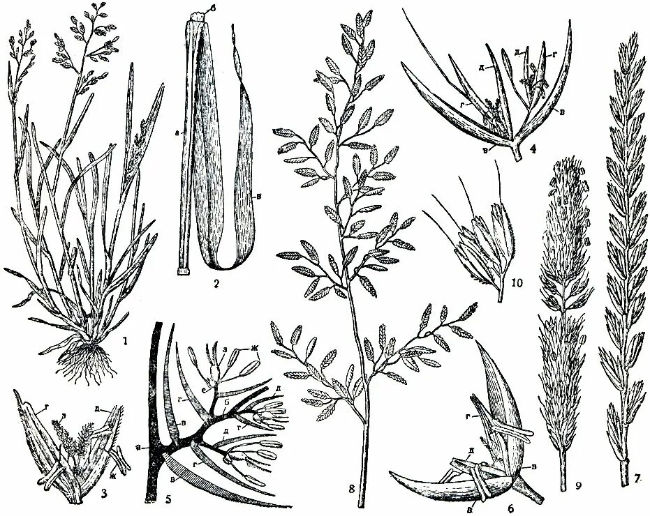 Тип листа пшеницы. Тип листа пшеницы. Тип листа пшеницы. Листья злаковых растений. Семейство злаковые мятликовые формула цветка.