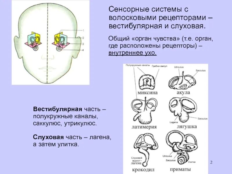 Тема сенсорная система. Вестибулярная сенсорная система схема. Схема строения вестибулярной сенсорной системы. Структура вестибулярной сенсорной системы. Слуховая и вестибулярная системы.