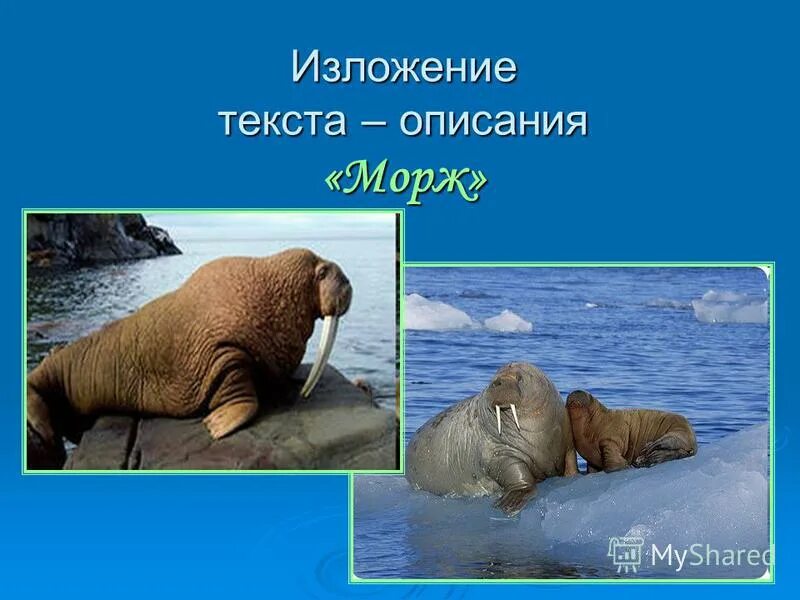 предки моржей. изложение морж. морж спросил. море лаптевых камеди. морж изложение 4 класс.