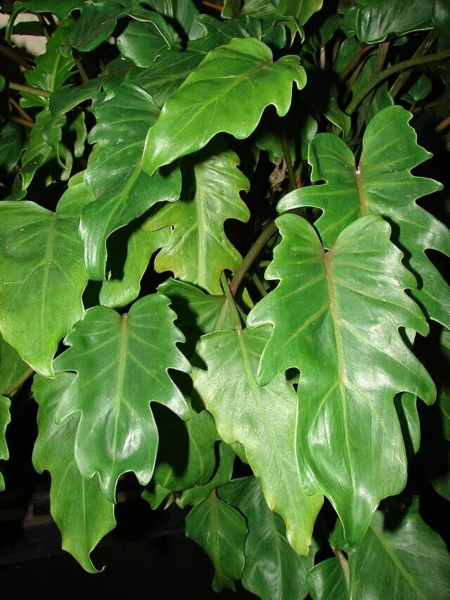 Caring for your Philodendron Xanadu © Soonafternoon Philodendron, Plants, Plant 