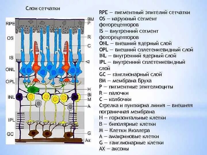Фоторецепторный слой сетчатки. 10 Слоев сетчатки. Внутренний сетчатый слой сетчатки глаза образуют. Наружный сетчатый слой сетчатки. Сетчатка размеры