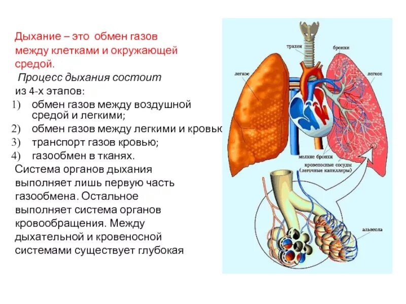 Какие системы задействованы в процессе дыхания?. Этапы процесса дыхания схема. Процесс дыхания человека. Дыхание это обмен газов между. Последовательность этапов движения кислорода