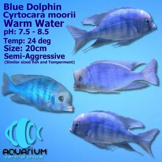 Blue характеристики