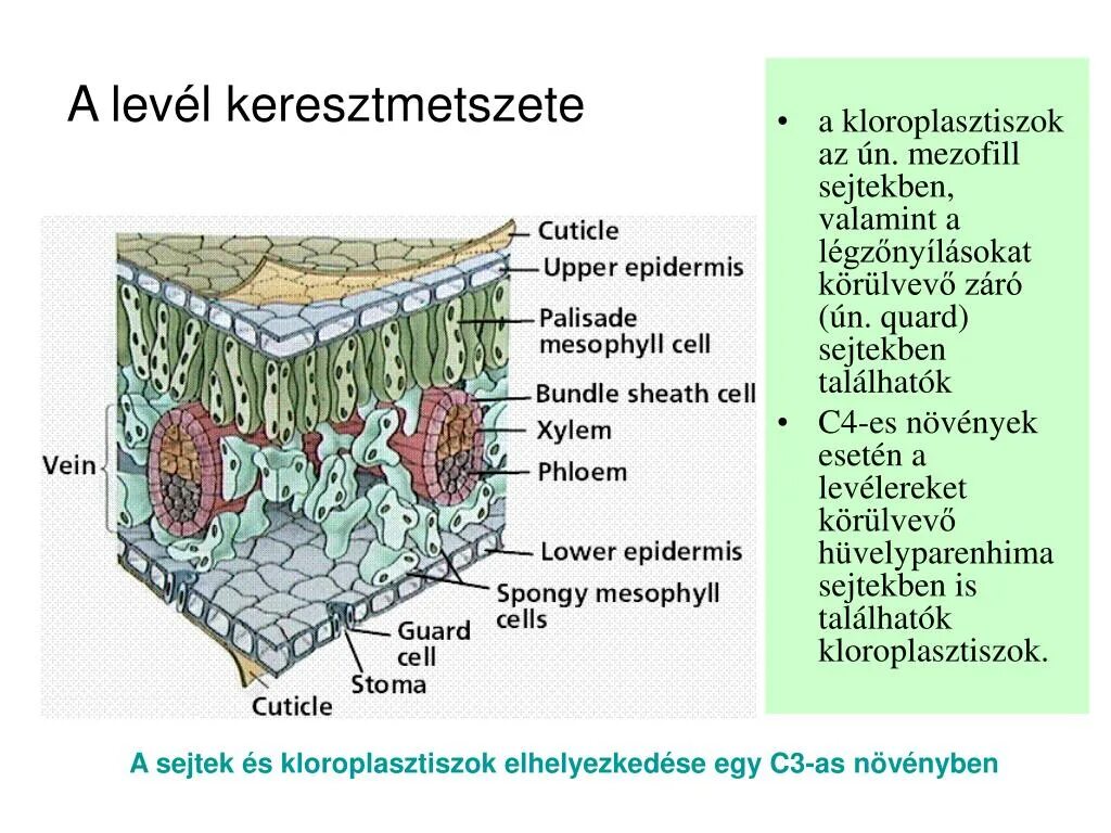 Мезофилл листа клетки. Мезофилл листа. Типы мезофилла листа. Столбчатый мезофилл. Ткань мезофилла.