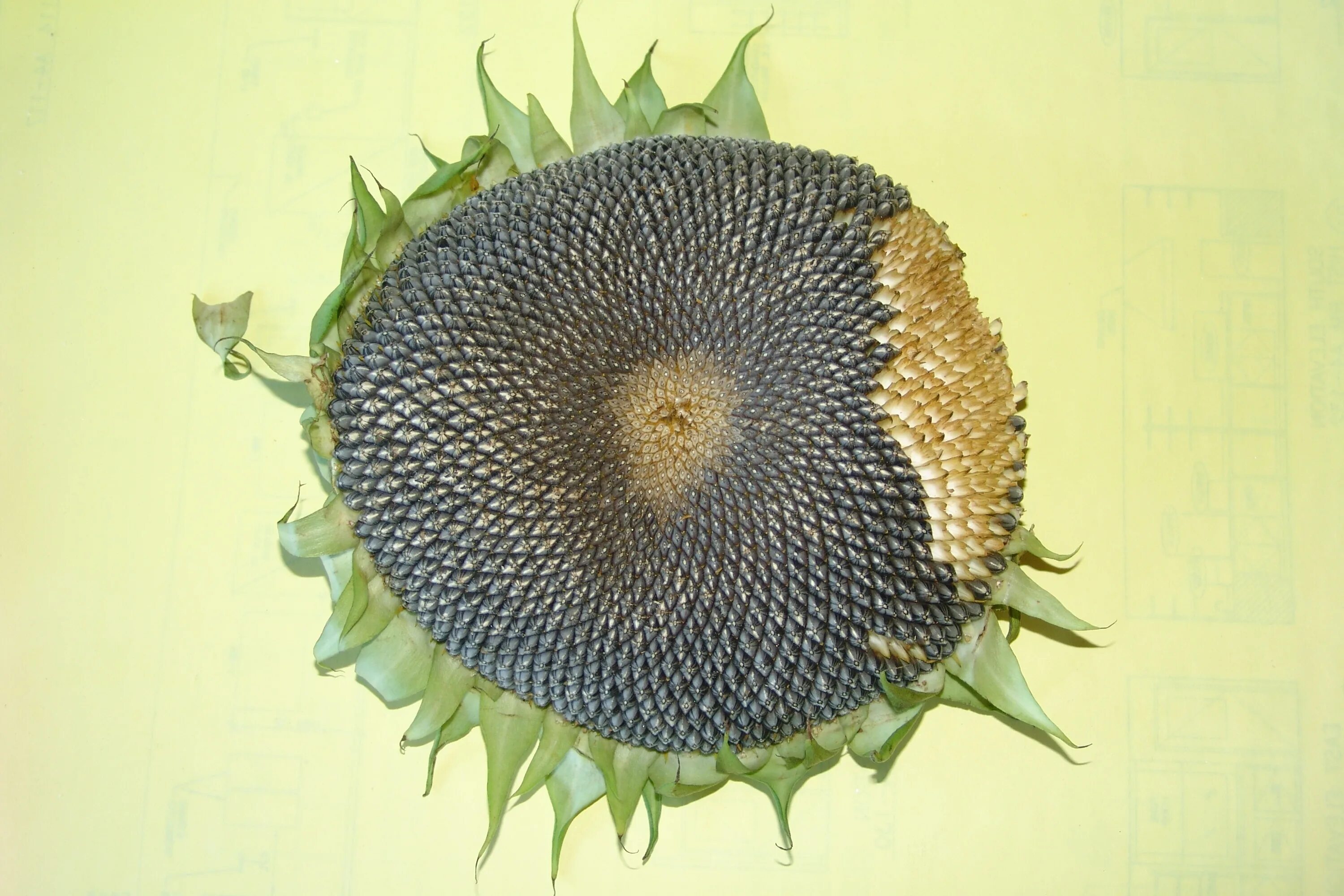 Подсолнух без семечек. Sunflower кронштейн sunflower. головка подсолнечника. семена подсолнечника. семечки подсолнуха.
