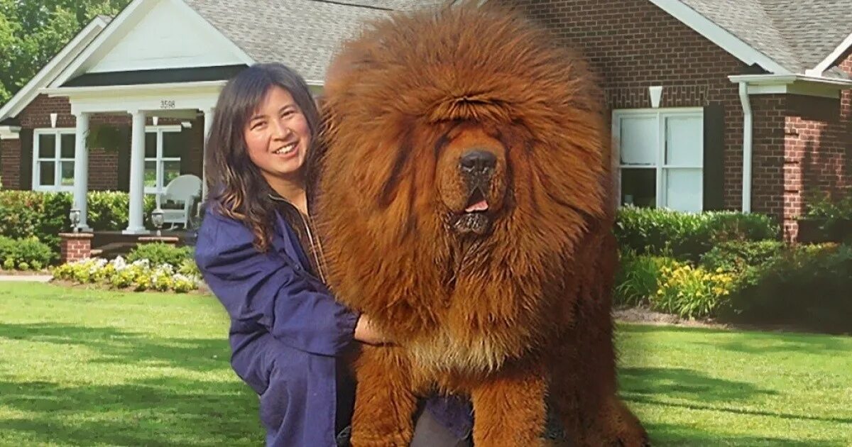 Тибетский мастиф 2 метра. Тибетский мастиф гигантский исполин. Тибетский мастиф великан. Самая большая собака в мире тибетский мастиф.