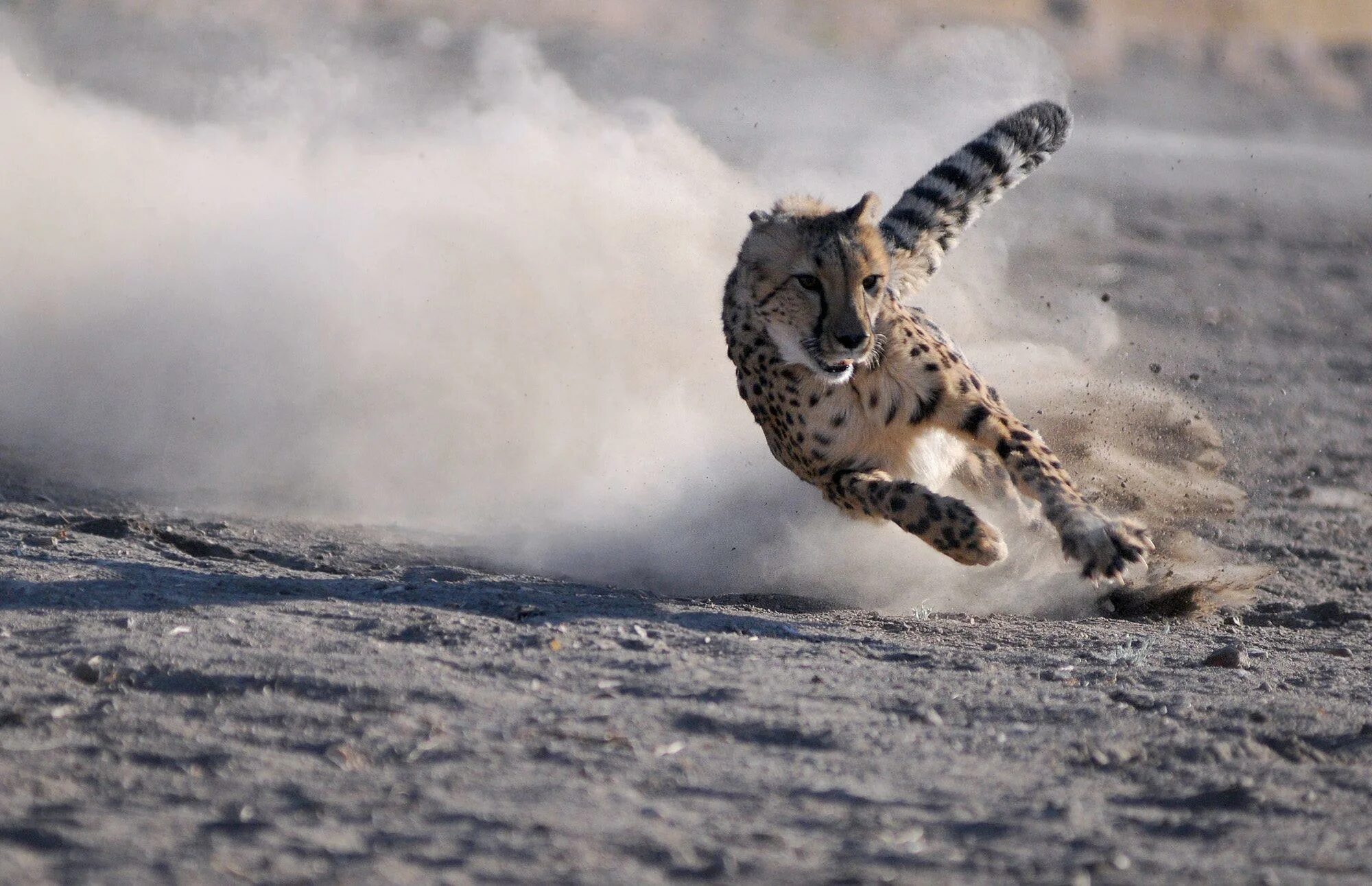 Животные в движении. Гепард бежит. Тигр бежит. Животное бежит.