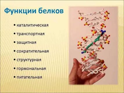 Каталитическая роль белков