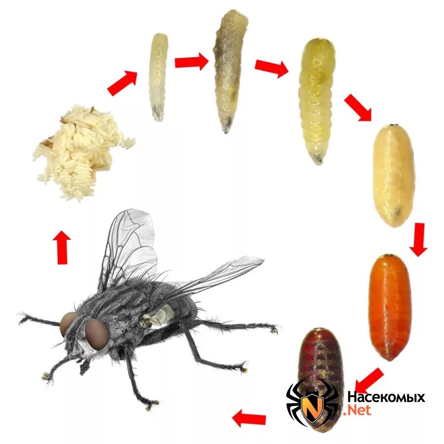 Сколько живут мухи. Вольфартова Муха жизненный цикл. Личинки куколки пупарии мух. Вольфартова Муха жизненный цикл личинки.