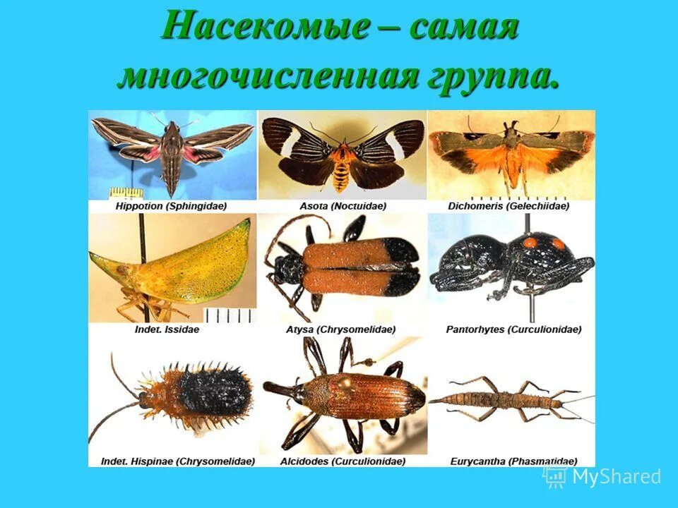 Виды насекомых. Видовые названия насекомых. Насекомые и ихнащвания. Картинки насекомых с названиями. Виды насекомые список