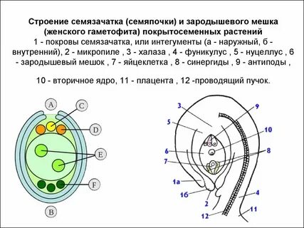 Чем представлен мужской гаметофит цветковых