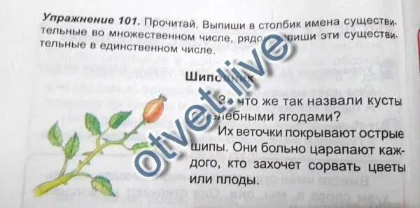 Прочитай слова выпиши в столбик. Прочитай Спиши текст выпиши. Шипы и шиповник это однокоренные слова. Шиповника мн числе. Выпиши в столбик числительные рядом запиши однокоренные.