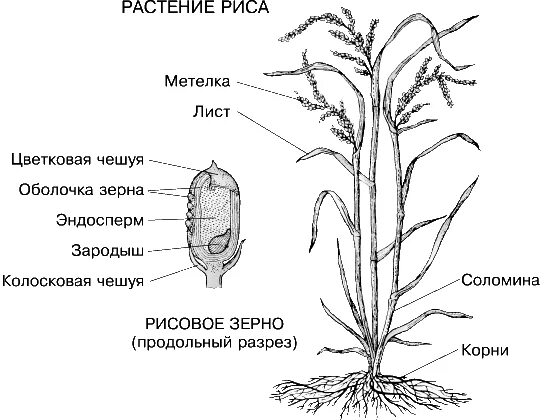 Кукуруза строение растения. Строение цветкового растения 6 класс. Строение лилейников. Строение побега злака. Рис семейство злаковые.